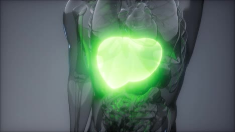 Examen-De-Radiología-Del-Hígado-Humano